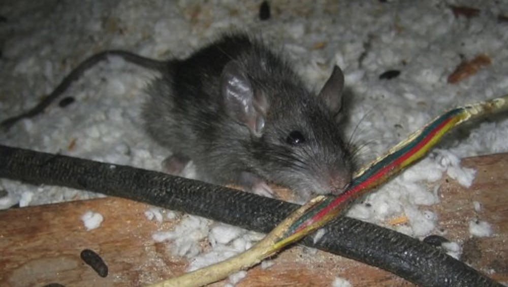 Mouse chewing on a wire in the attic.